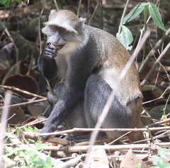 Cercopithecus mitis albogularis
