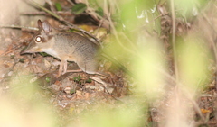Petrodromus tetradactylus