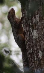 Heliosciurus undulatus