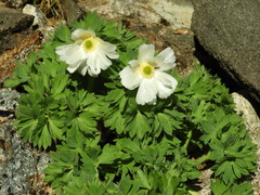 Ranunculus buchananii