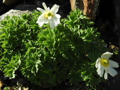 Ranunculus buchananii