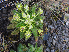 Haplosciadium abyssinicum image