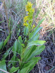 Solidago azorica