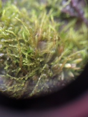 Solenostoma gracillimum