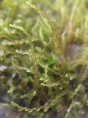 Solenostoma gracillimum