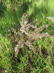 Solidago azorica