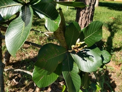 Himatanthus obovatus