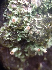 Cladonia grayi