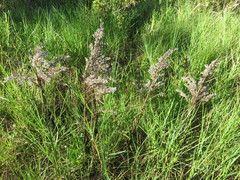 Solidago azorica