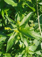 Mercurialis annua