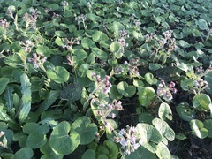 Petasites pyrenaicus