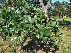 Himatanthus obovatus