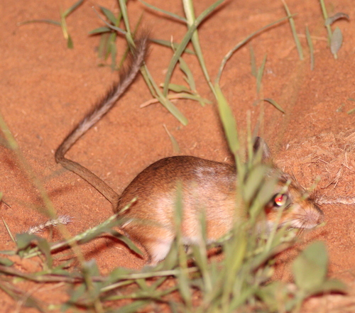 Emin's Gerbil