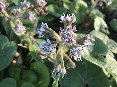 Petasites pyrenaicus