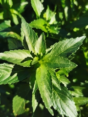 Mercurialis annua
