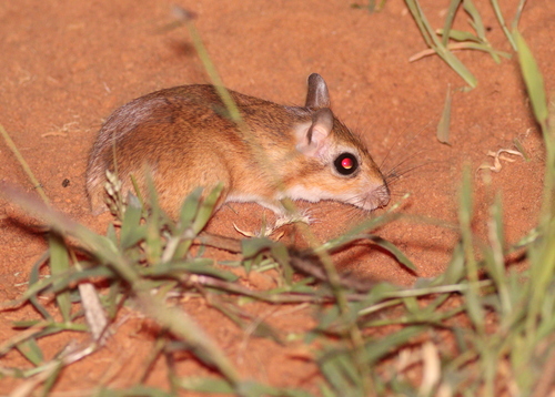 Emin's Gerbil (Taterillus emini) — Least Concern Mammalia