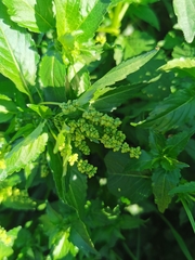 Mercurialis annua