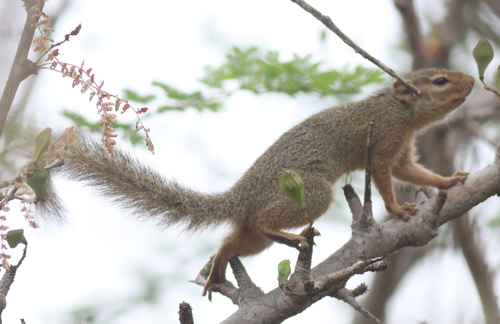 Ochre Bush Squirrel