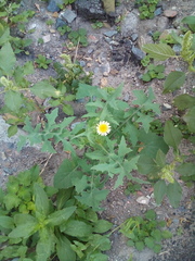 Sonchus oleraceus