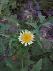Sonchus oleraceus