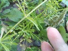 Galium aparine