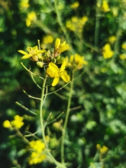 Brassiceae