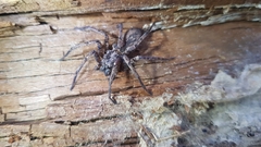 Tomopisthes horrendus