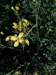 Brassiceae