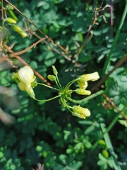 Brassiceae