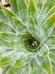 Paepalanthus