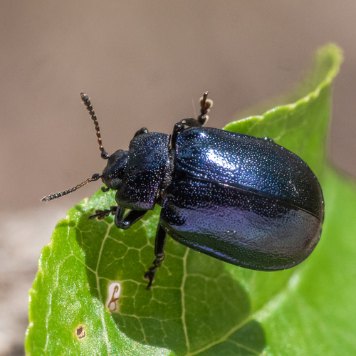 Žaliasis Girinukas nuotrauka