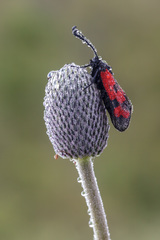 Zygaena graslini