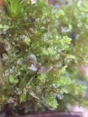 Solenostoma gracillimum