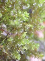 Solenostoma gracillimum