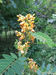 Cassiinae