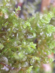 Solenostoma gracillimum