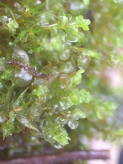 Solenostoma gracillimum