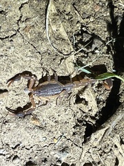 Pseudolychas ochraceus