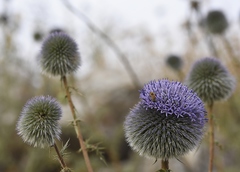 Echinops adenocaulos
