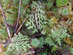 Pedicularis palustris