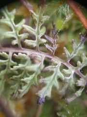 Pedicularis palustris