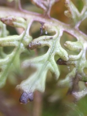 Pedicularis palustris