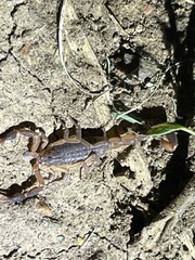 Pseudolychas ochraceus