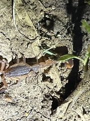 Pseudolychas ochraceus