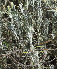 Senecio bergii