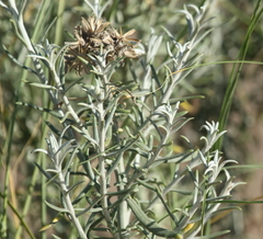 Senecio bergii