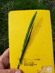 Phalaris angusta