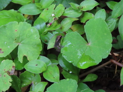 Pristimantis thectopternus