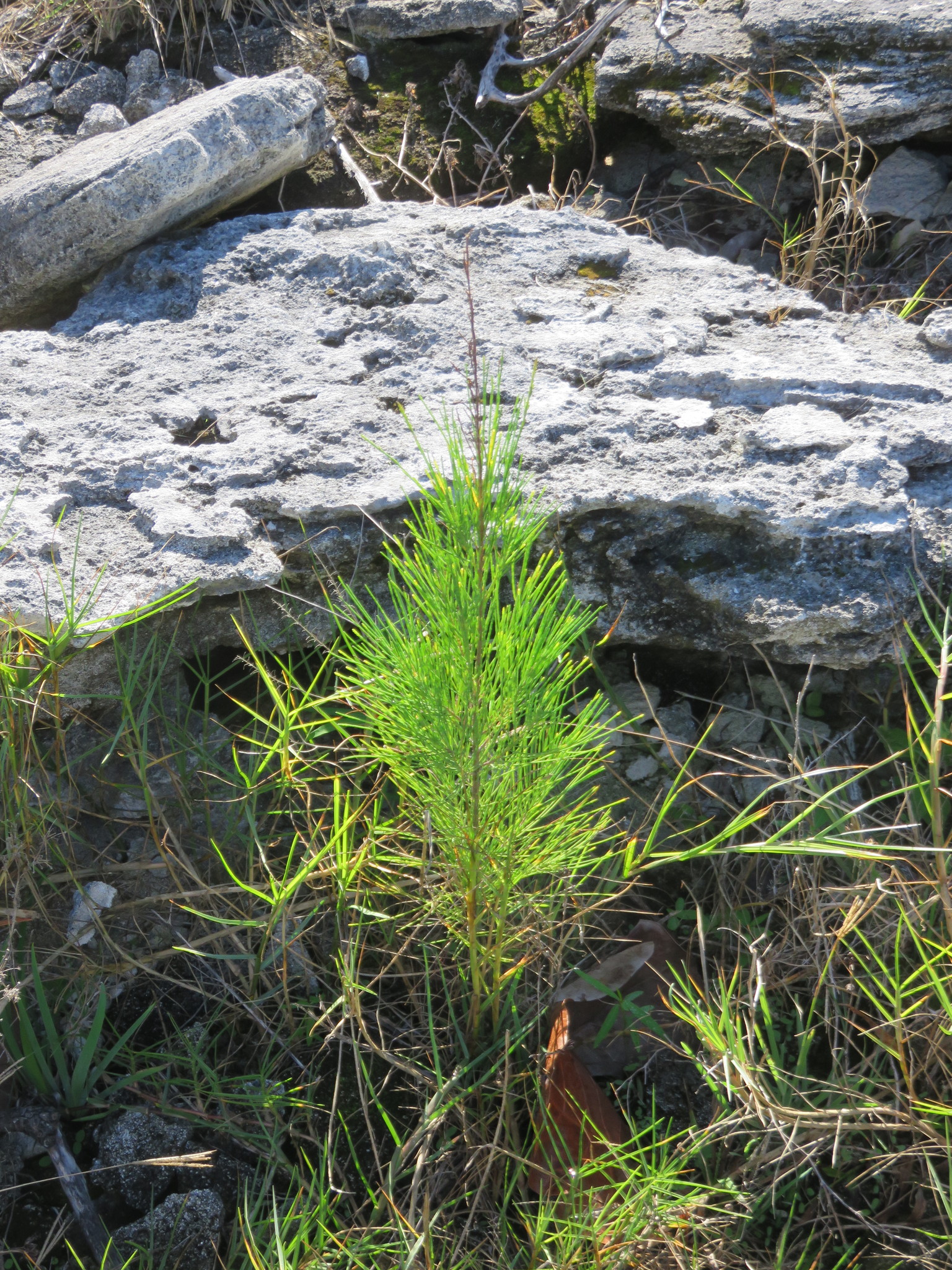 Casuarina