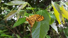 Epobeidia tigrata tigrata